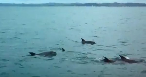 Наперегонки с дельфином