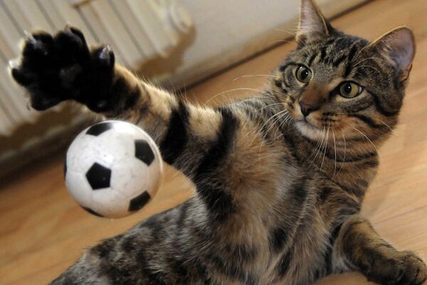 Шестимесячный котенок играет с футбольным мячиком