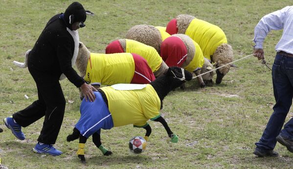 Футбольный матч между командами овец из Бразилии и Колумбии