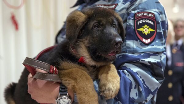Подарок французским полицейским от российских коллег - щенок по кличке Добрыня. Архивное фото