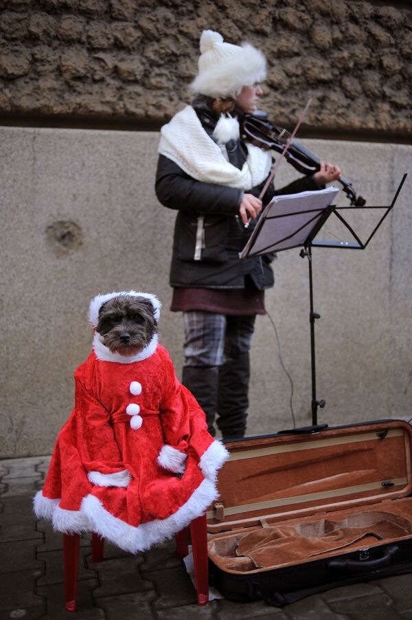 Уличный музыкант со своей собакой в костюме Санта-Клауса на улице Софии, Болгария