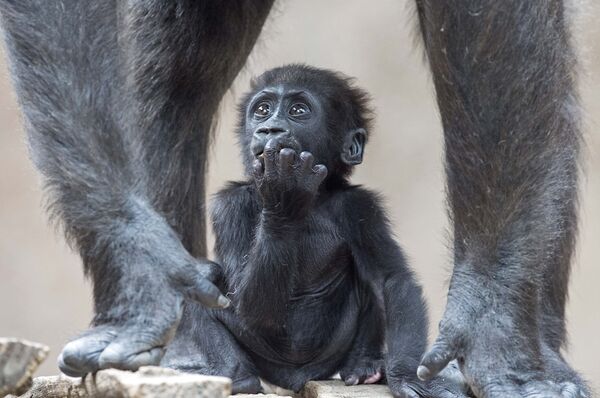 Детеныш гориллы в зоопарке Германии