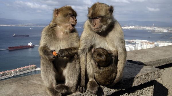 Берберские обезьяны