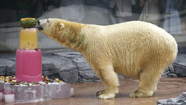 25-летие белого медведя в зоопарке Сингапура