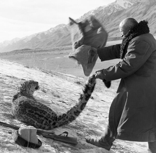 Охотник набрасывает мешок на барса, попавшего в капкан. 1966 год