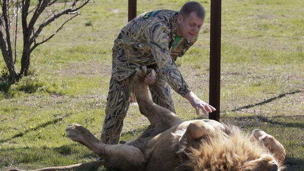 Директор крымского сафари-парка Тайган Олег Зубков гладит льва. Архивное фото