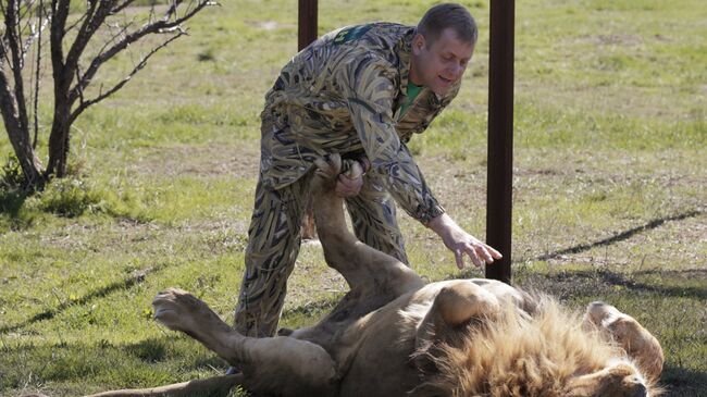 Директор крымского сафари-парка Тайган Олег Зубков гладит льва Директор крымского сафари-парка Тайган Олег Зубков гладит льва