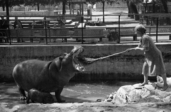 В Московском зоопарке, 1944 год