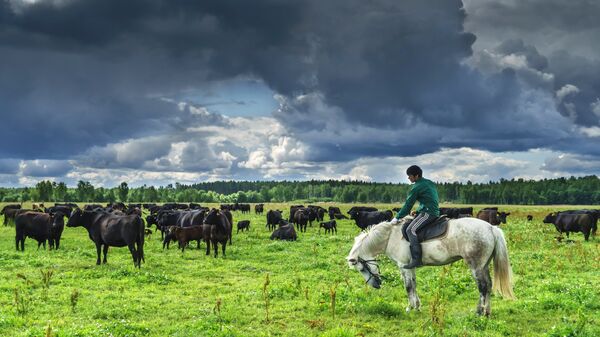 Пастух со стадом на пастбище в племенном хозяйстве по выращиванию и продаже мясного крупного рогатого скота в Ленинградской области