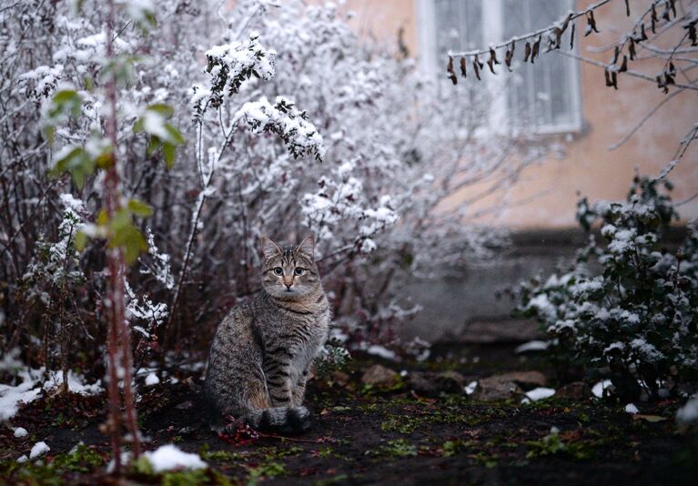 Кот во дворе дома в Ленинском районе Новосибирска.