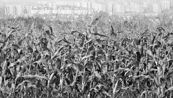 Кукурузное поле агропромышленного объединения Днепрпетровскплодоовощхоз