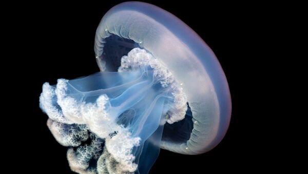 Редкая гигантская медуза впервые выведена в неволе в Венском зоопарке