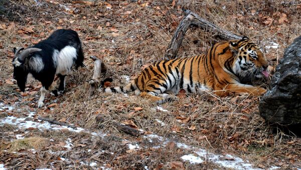 Дружба козла Тимура и тигра Амура в Приморском сафари-парке. Архивное фото