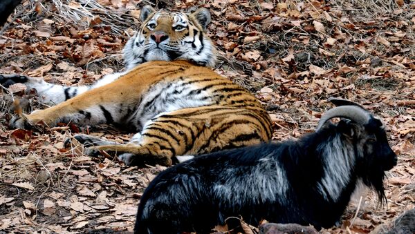 Дружба козла Тимура и тигра Амура в Приморском сафари-парке. Архивное фото