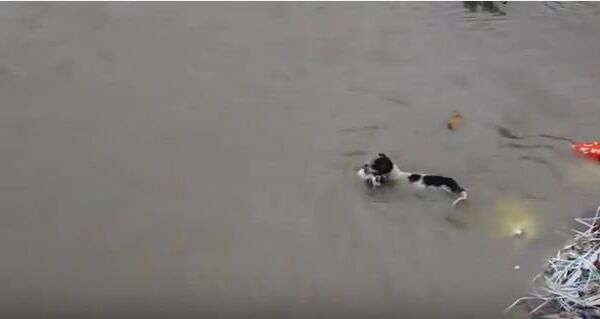 Собака спасла своих щенков во время наводнения