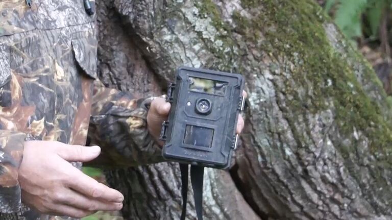 Фотоловушки на леопардов, или Как в приморском нацпарке следят за хищниками Фотоловушки на леопардов, или Как в приморском нацпарке следят за хищниками