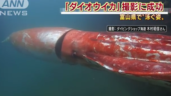 В Японии сняли на камеру очень крупного кальмара