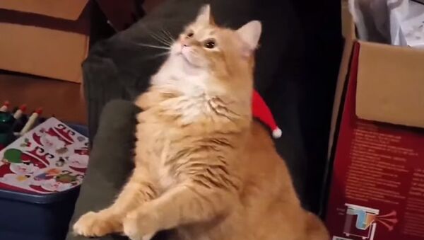 Новогодняя забава рыжего кота