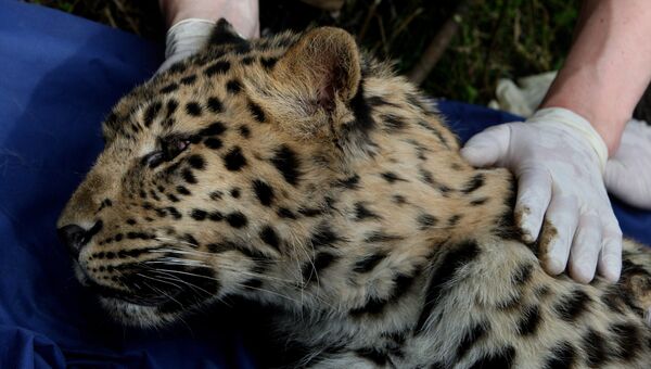 Детеныш дальневосточного леопарда, пострадавший от браконьеров. Архивное фото