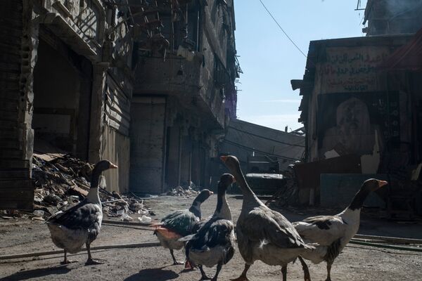 Гуси в разрушенном районе Ярмук в Дамаске