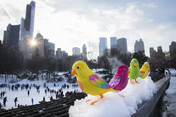 Игрушечные птицы на фоне катка в Центральном парке Нью-Йорка