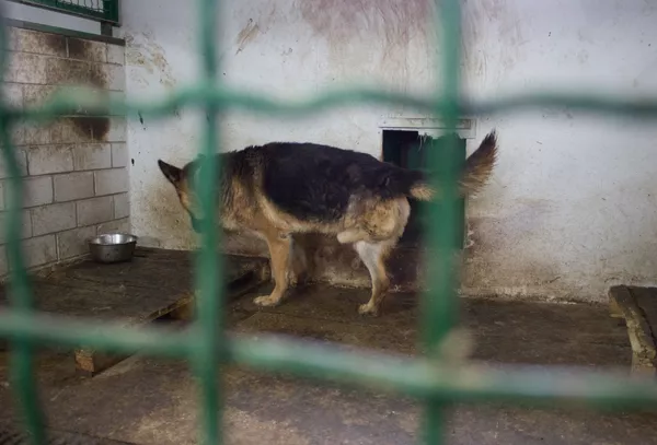 Животные в разрушенном войной Донбассе - фото 5