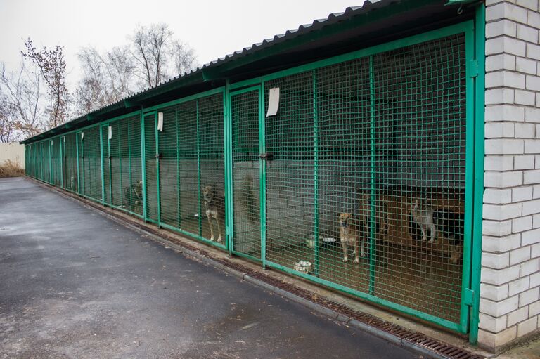 Животные в разрушенном войной Донбассе 