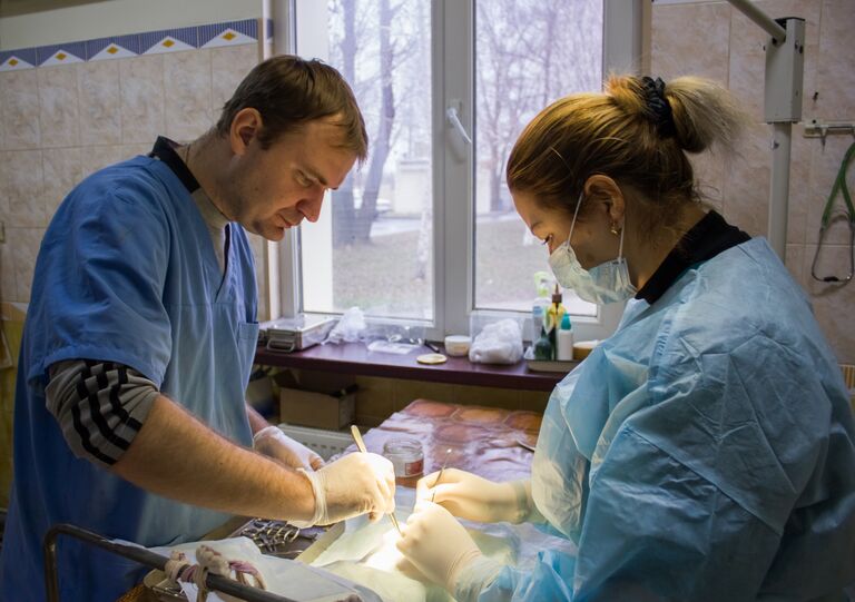 Животные в разрушенном войной Донбассе 