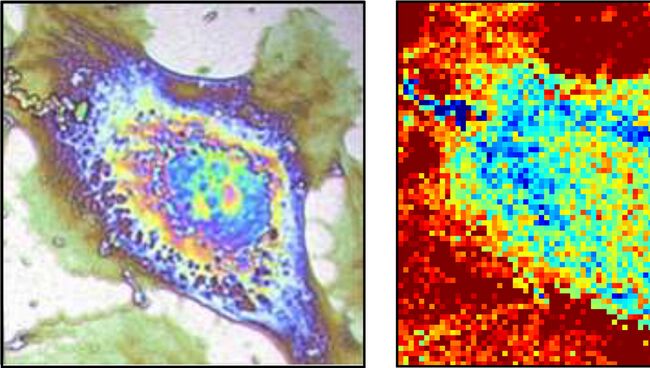 Фотография клетки, полученная термомикроскопом французских ученых