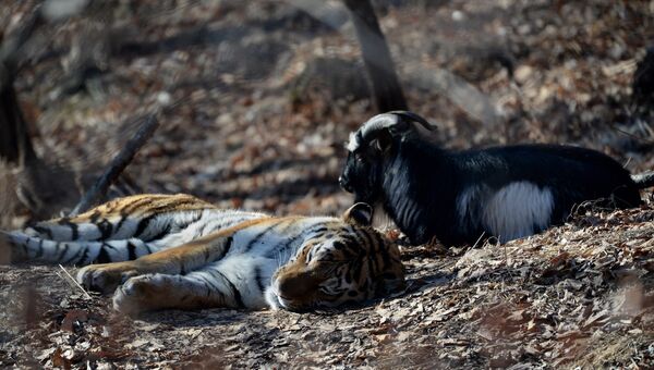 Уссурийский тигр Амур и козел Тимур в вольере Приморского сафари-парка
