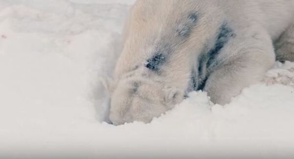 Белые медведи радуются снегу