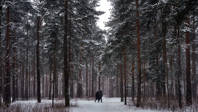 Сосновый лес. Архивное фото