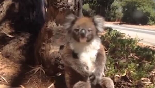 Маленькую коалу легко обидеть