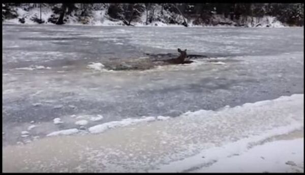 Мужчина вытащил оленя из замерзающей реки
