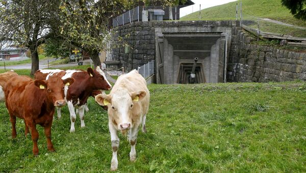 Коровы возле армейского бункера в Швейцарии