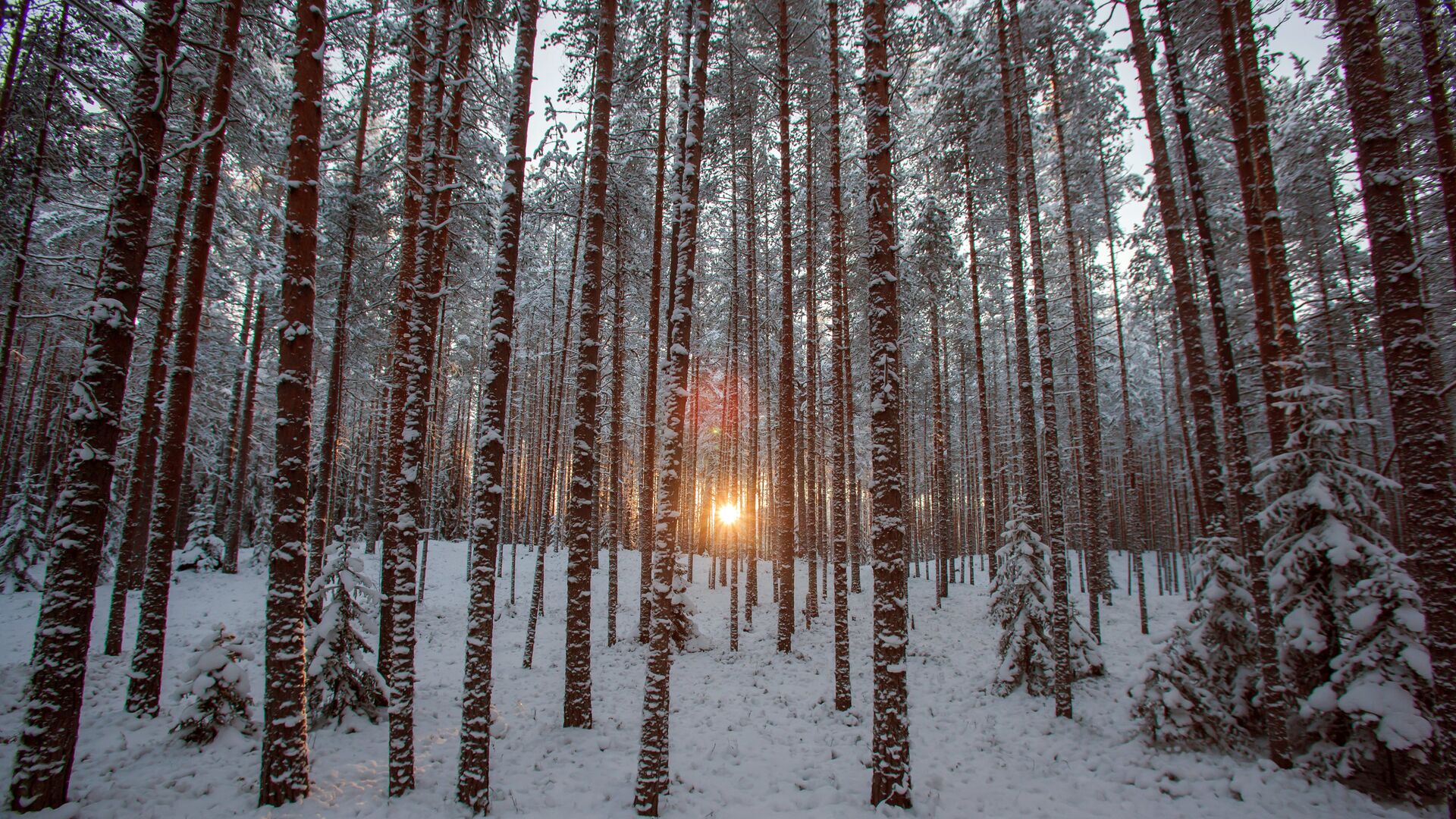 Зимний лес на территории туристического комплекса Карьяла Парк - РИА Новости, 1920, 21.12.2021