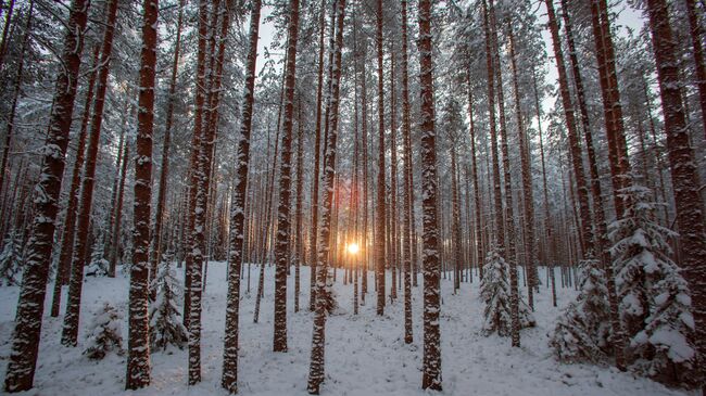 Зимний лес. Архивное фото