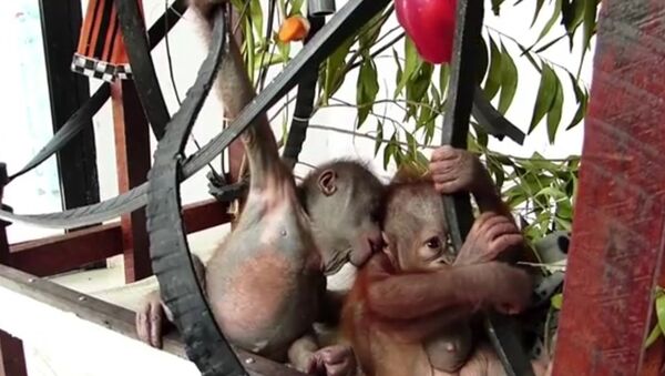 Первая встреча орангутангов