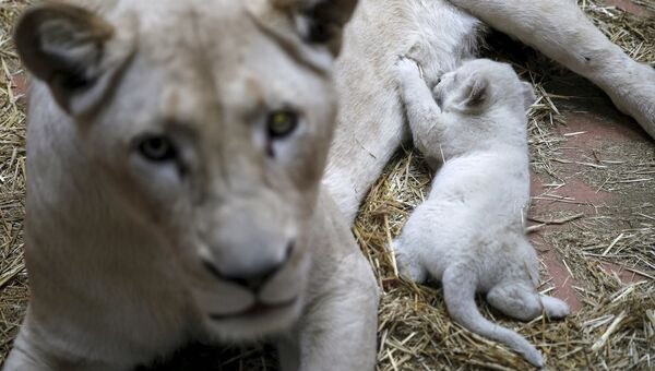 Белая львица с детенышем в частном зоопарке на Украине