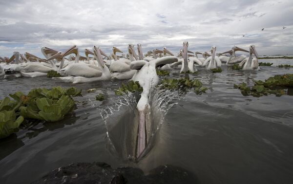 Пеликаны в озере Чапала, Мексика