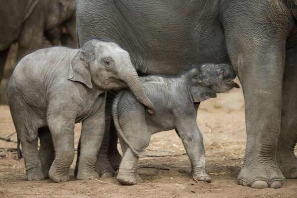 Новорожденный слоненок в зоопарке Гамбурга