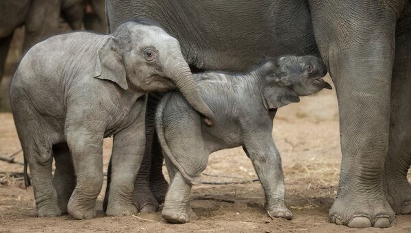 Новорожденный слоненок в зоопарке. Архивное фото