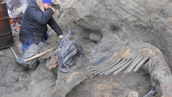 Палеонтолог Сергей Горбунов извлекает тушу Жени из вечной мерзлоты