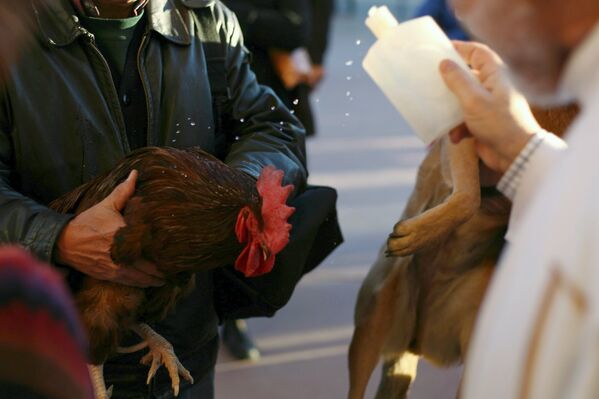 Священник благословляет курицу в День святого Антония