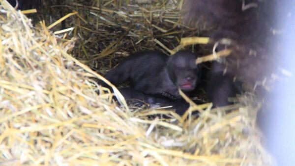 Пятерых новорожденных медвежат из зоопарка в Уфе впервые показали публике