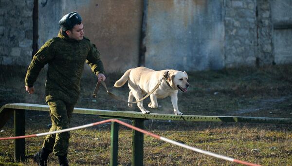 Занятия по взаимодействию военного кинолога и собаки при обнаружении мин и зарядов взрывчатых веществ, а также по преодолению различных препятствий на учебном полигоне Ханкала, расположенного в 7 километрах от Грозного