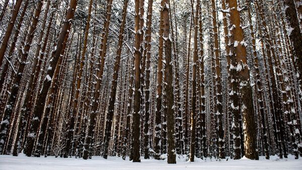 Лес в Омской области. Архивное фото