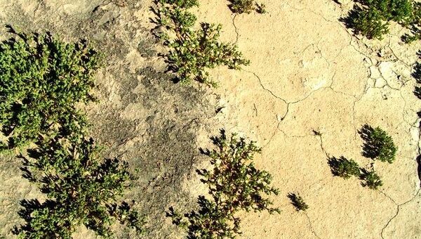 Темные почвы пустынь оказались гигантскими теплицами, созданными бактериями