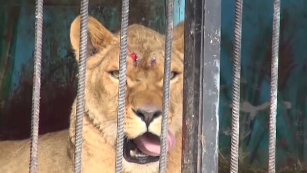 Брошенный частный зоопарк в Гюмри: львы и медведи в голодном заточении