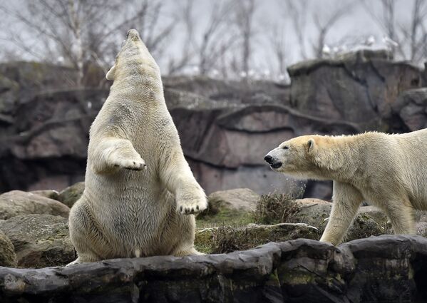 Белые медведи в зоопарке Гельзенкирхена